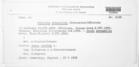 Puccinia phragmitis image